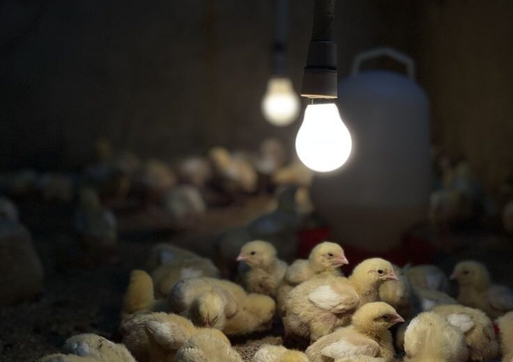 poultry