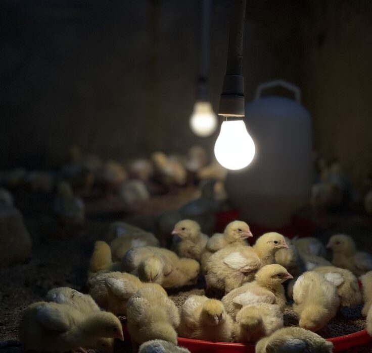 poultry