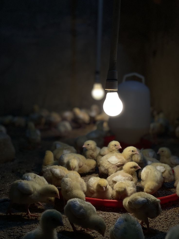 poultry