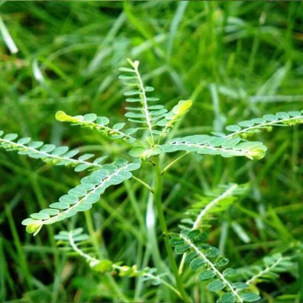 Green Keezhar nelli |  Keelanelli  | Phyllanthus Niruri | Keezha Nelli | Nela Nelli | Keezhar Nelli | Nela Usiri | Bhumamla | Bhoi Amali  - 250 Gram (Copy)