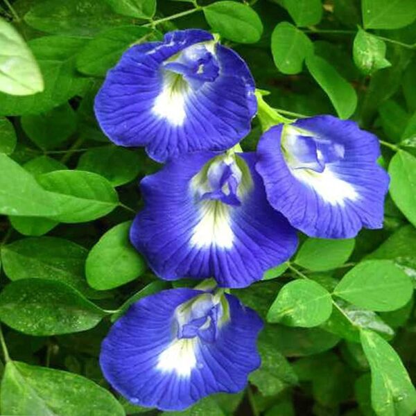 Butterfly Pea Flower Seeds ( Shankupushpam ) 100 Gram