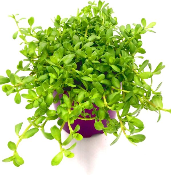 Brahmi Plant   250 Gram
